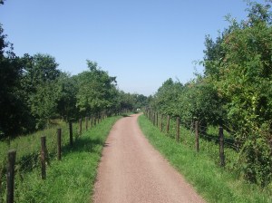 De Betuwe vandaag; Voetgangers/fietspad naar de Linge, tussen Deil en Enspijk (Foto: René Hoeflaak)