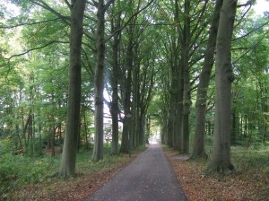 De Van Ommerenlaan in park Vreugde en Rust (foto: René Hoeflaak)