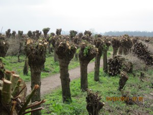 Rhoonse Grienden