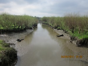 Rhoon