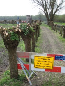 Snoeien en knotten in Klein Profijt (foto: René Hoeflaak) 