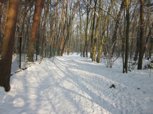 Landgoed de Wildert bij Bosschenhoofd (foto: René Hoeflaak)