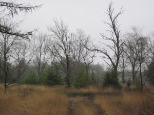Chaamse Bossen, Januari 2013 (foto: René Hoeflaak)