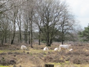 18 maart 2013: Charalois koeien in natuurgebied de tulp bij Soestdijk (foto: René Hoeflaak)