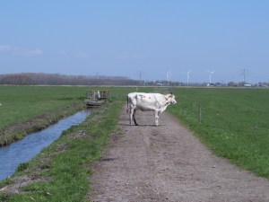 1 mei 2013: Koe op een landweg bij Haarlemmerliede. Met tegenliggende koeien heb ik slechte ervaringen. (foto: René Hoeflaak)