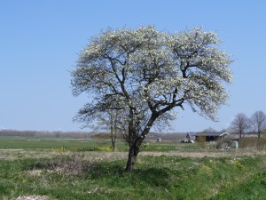 1 mei 2013: Weiland naast de Batterijweg langs het spoorbaanvak Haarlem-Amsterdam (foto: René Hoeflaak)