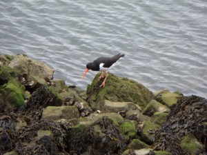 Mei 2013: Scholekster aan de oever van het Calandkanaal. Er leven ongeveer 100.000 scholeksters in Nederland (foto: René Hoeflaak)