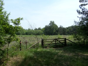 Nijkerk, 18 juni 2013: Natuurgebied Landgoed Oldenaller (foto: René Hoeflaak)