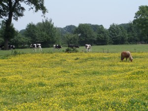 Nijkerk, juni 2013: Weiland aan de Spochthoornseweg (foto: René Hoeflaak)
