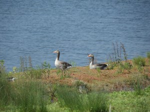 Grauwe Ganzen bij de Krammer Slikken op Goeree-Overflakkee (foto: René Hoeflaak)