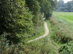 Dronten, 25 augustus 2013: Rand van het Wisentbos (foto: René Hoeflaak)