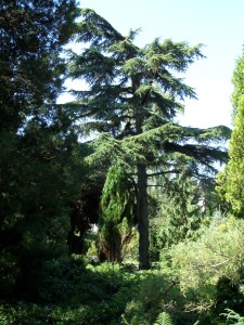 Rotterdam, 27 augustus 2013: Arboretum Trompenburg (foto: René Hoeflaak)