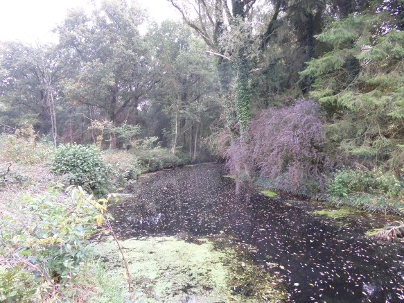 De Heiligenbergerbeek stroomt vanuit de Utrechtse Heuvelrug naar en door het centrum van Amersfoort (foto: René Hoeflaak)