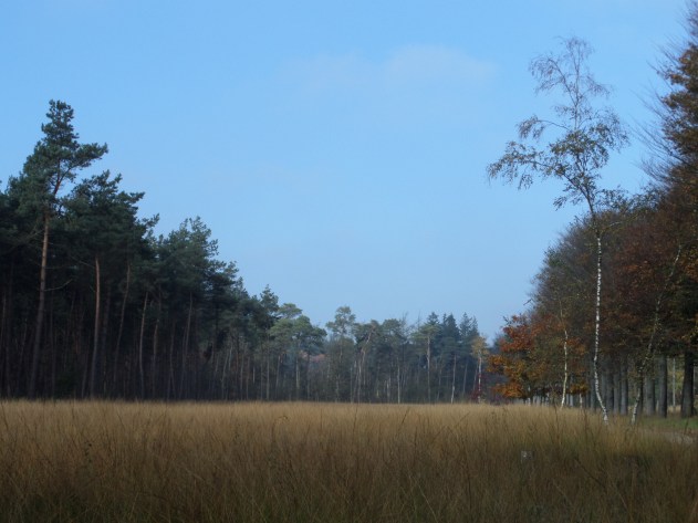 Breda, 24 oktober 2013: Mastbos (foto: René Hoeflaak)