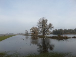 Vrijdag 8 november 2013: Nationaal Park De Brabantse Biesbosch (foto: René Hoeflaak) 