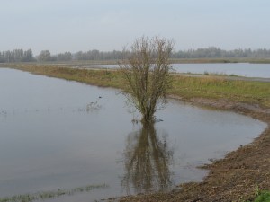 Vrijdag 8 november 2013: Nationaal Park De Brabantse Biesbosch (foto: René Hoeflaak)