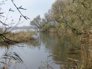 Vrijdag 8 november 2013: Nationaal Park De Brabantse Biesbosch (foto: René Hoeflaak)