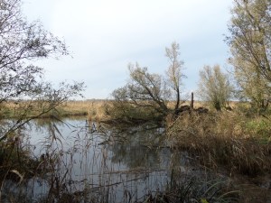 Vrijdag 8 november 2013: Nationaal Park De Brabantse Biesbosch (foto: René Hoeflaak)