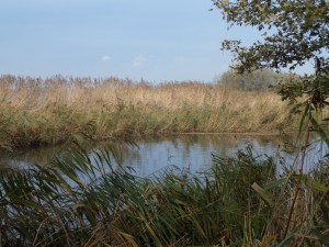 Vrijdag 8 november 2013: Nationaal Park De Brabantse Biesbosch (foto: René Hoeflaak)