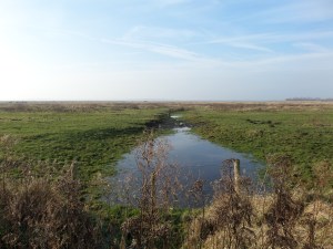 Bergen op Zoom, 13 december 2013: Natuur- en moerasgebied Markiezaat (foto: René Hoeflaak)