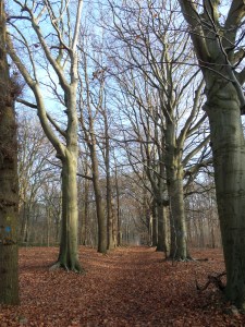 Woensdrecht, december 2013: Landgoed Mattemburgh (foto: René Hoeflaak)