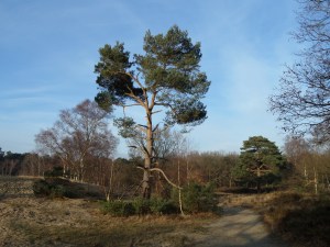 Woensdrecht, december 2013: Landgoed Mattemburgh (foto: René Hoeflaak)