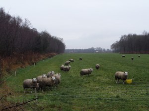 Wolvega, 17 december 2013: Schapen in een weiland langs het Helomabos (foto: René Hoeflaak)