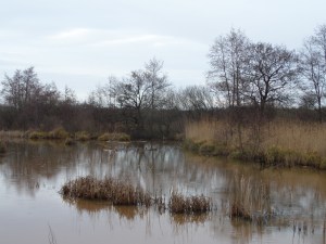 Wolvega, moerasgebied de Lendevallei (foto: René Hoeflaak)
