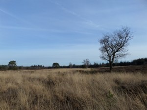 Nunspeet, heideveld nabij het Horstsmeer (foto: René Hoeflaak)
