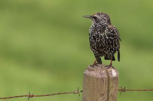 De spreeuw (foto; boerenbusiness.nl)