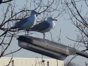 Meeuwen genoeg en overal, zoals hier bij de haven van Yerseke op 20 december 2013. (foto: René Hoeflaak)
