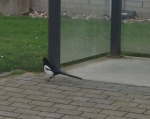 Zwijndrecht, 29 januari 2014: Ekster. Nummer negen op tuinvogeltellinglijst 2014 met 30.938 waarnemingen (foto: René Hoeflaak)