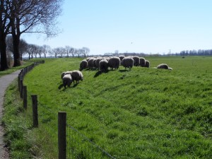 20 maart 2014: Schapendijkje tussen Lage Zwaluwe en Hooge Zwaluwe (foto: René Hoeflaak) 