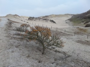 Maart 2014: Coepelduynen (foto: René Hoeflaak)