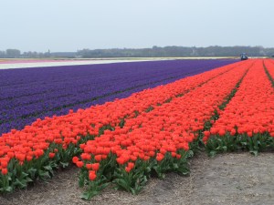 10 april 2014: Tulpenvelden aan de  Hyacinthenlaan tussen Hillegom en Lisse (foto: René Hoeflaak)