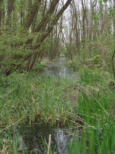 10 april 2014: Landgoed de Keukenhof (foto: René Hoeflaak)