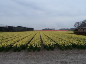 Bollenveld aan de Zilkerbinnenweg bij De Zilk (foto: René Hoeflaak)