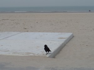 31 maart 2014: Een kauw op het strand van Hoek van Holland. De Kauw is  één van de kleinste kraaiensoorten in Nederland. (foto: René Hoeflaak)  