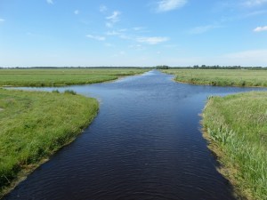 20 mei 2014: Polder bij Aarlanderveen (foto: René Hoeflaak)