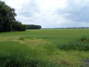 14 juni 2014: Polder op de grens van Drenthe en Overijssel. Barsweg/Drentseweg Elim.