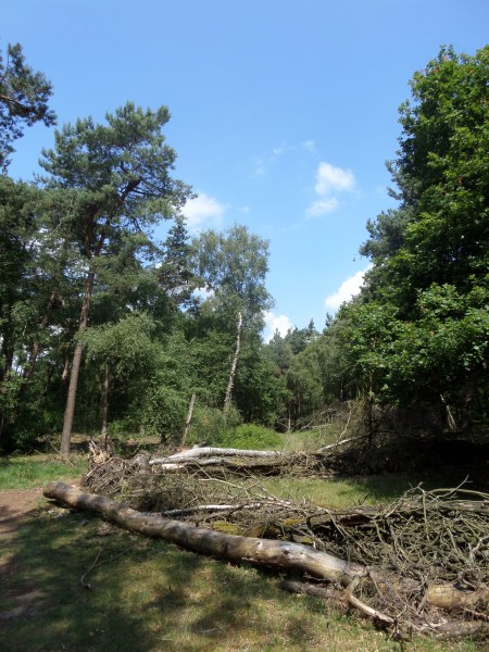 26 juni 2014: De bossen bij Oss (foto: René Hoeflaak)