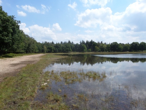 Oss, 26 juni 2014: Ven in bosgebied Herperduin (foto: René Hoeflaak)