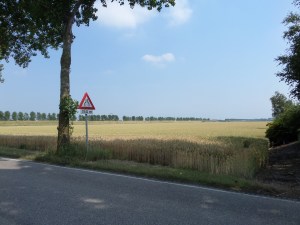 Hoofddorp, 10 juli 2014: Olifantengras? (foto: René Hoeflaak) 