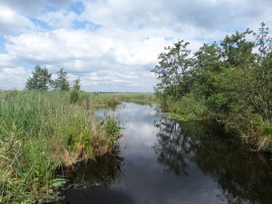1 juli 2014: Natuurgebied De Boezem (foto: René Hoeflaak)