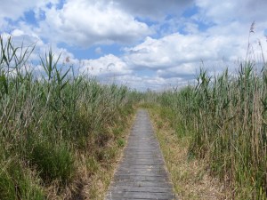 Vlonderpad in  moerasgebied De Boezem bij Sluis en Meerkerk (foto: René Hoeflaak)