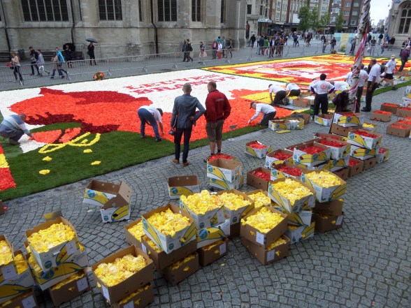 Leuven, België, 23 augustus 2014:  Aanleggen van begoniatapijt op de Grote Markt (foto: René Hoeflaak)