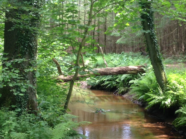 10 juni 2016: De Reusel (foto: René Hoeflaak)