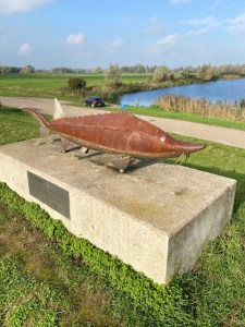 Steur in de Biesbosch